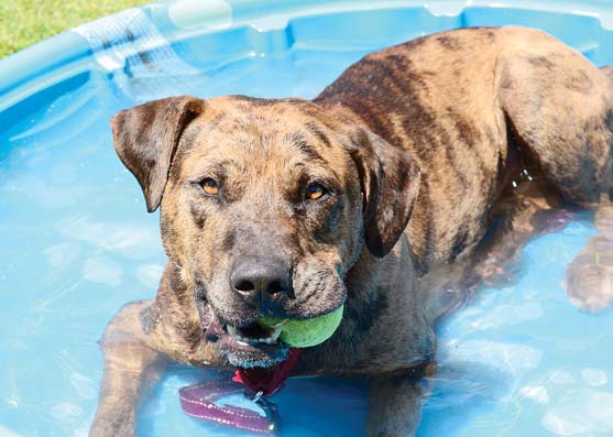 Pet of the Week